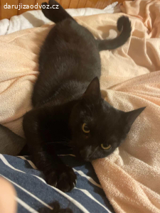 Daruju 2 kocourky