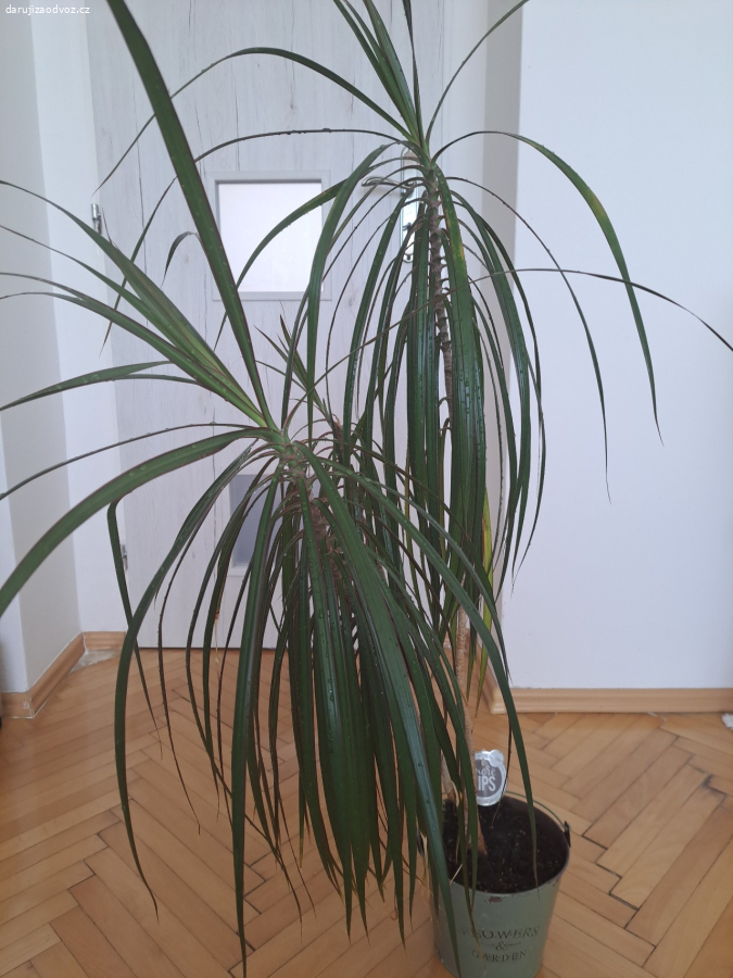 Dracena