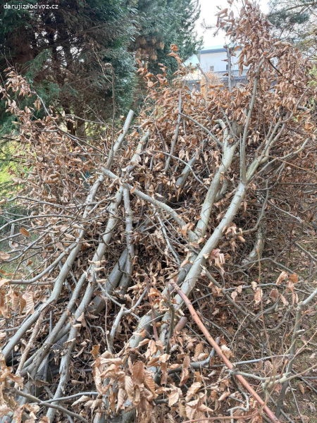 dřevo a roští daruji za odvoz