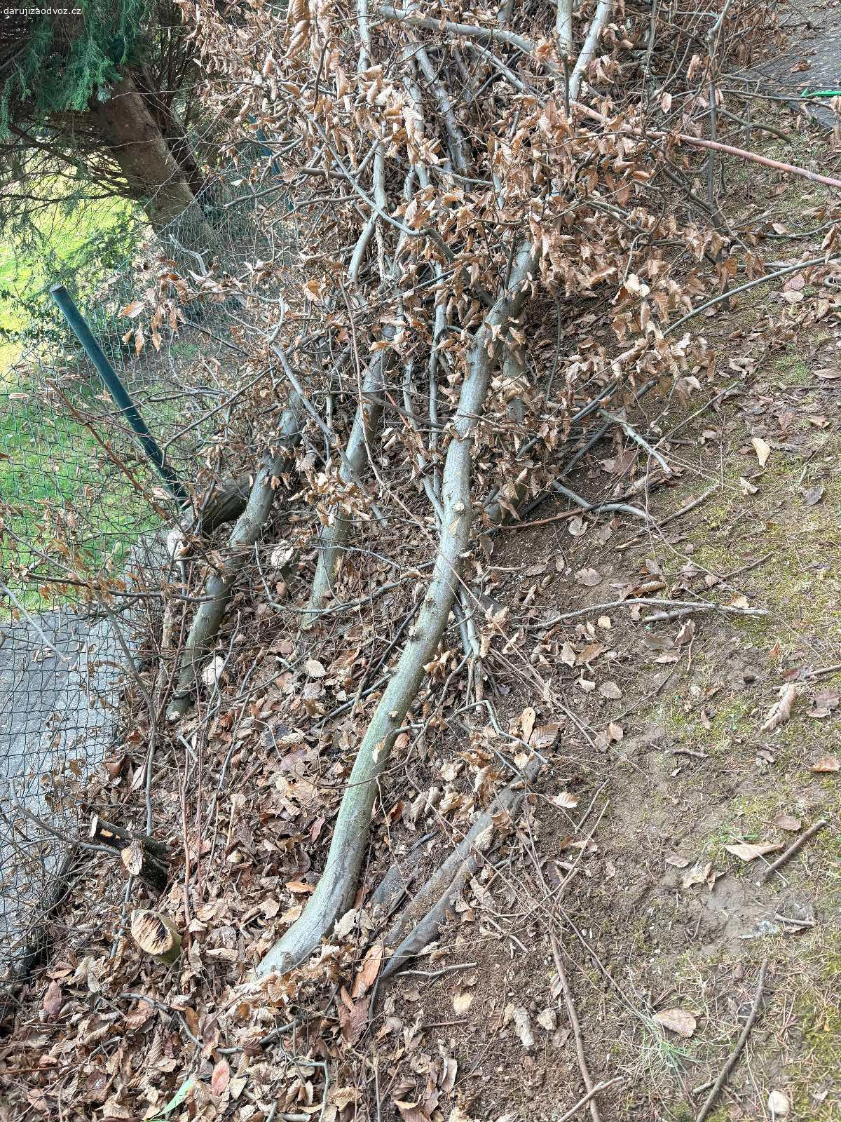 dřevo a roští daruji za odvoz. Daruji pokaceny zivy plot,buk, kminky o prumeru 6-10cm i s rostim viz foto za odvoz, drevo neni nijak upravene, je tak, jak jsme pokaceli, delka 2-3m, obec Lety - Roviny, Praha zapad