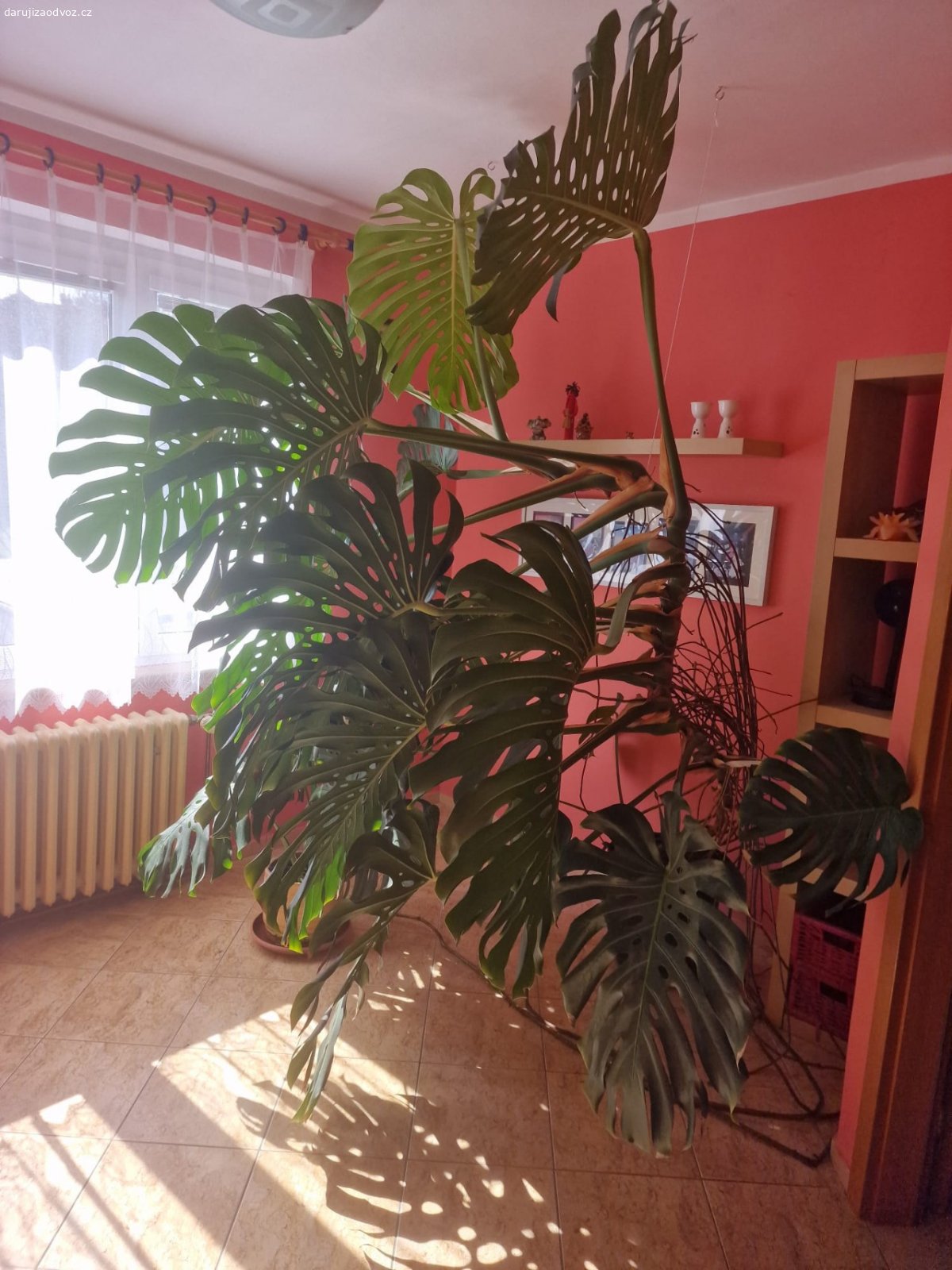 Filodendron (monstera). Pokojová rostlina. Vyplní prostor cca 2x2x2,5m(výška).