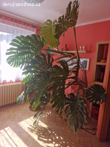Filodendron (monstera)