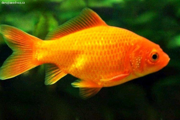 karas zlatý do jezírka