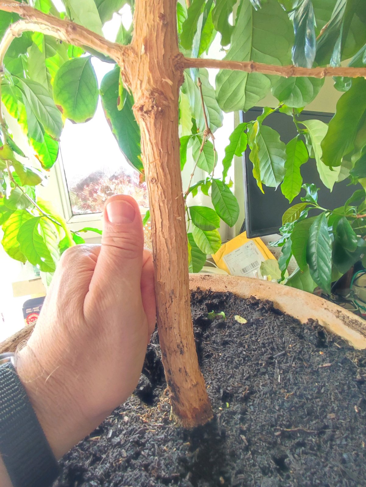 Kávovník. Tento plodící stromek kávovníku (Coffee Arabica) v.165cm. Květináč může být jiný.
Neposílám. Pouze osobní odběr. Po Praze 9 můžu dovézt po domluvě. Pište SMS.