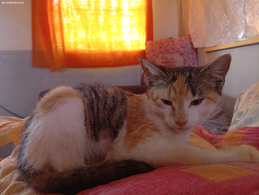 Kočička