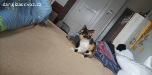 kočka 2roky