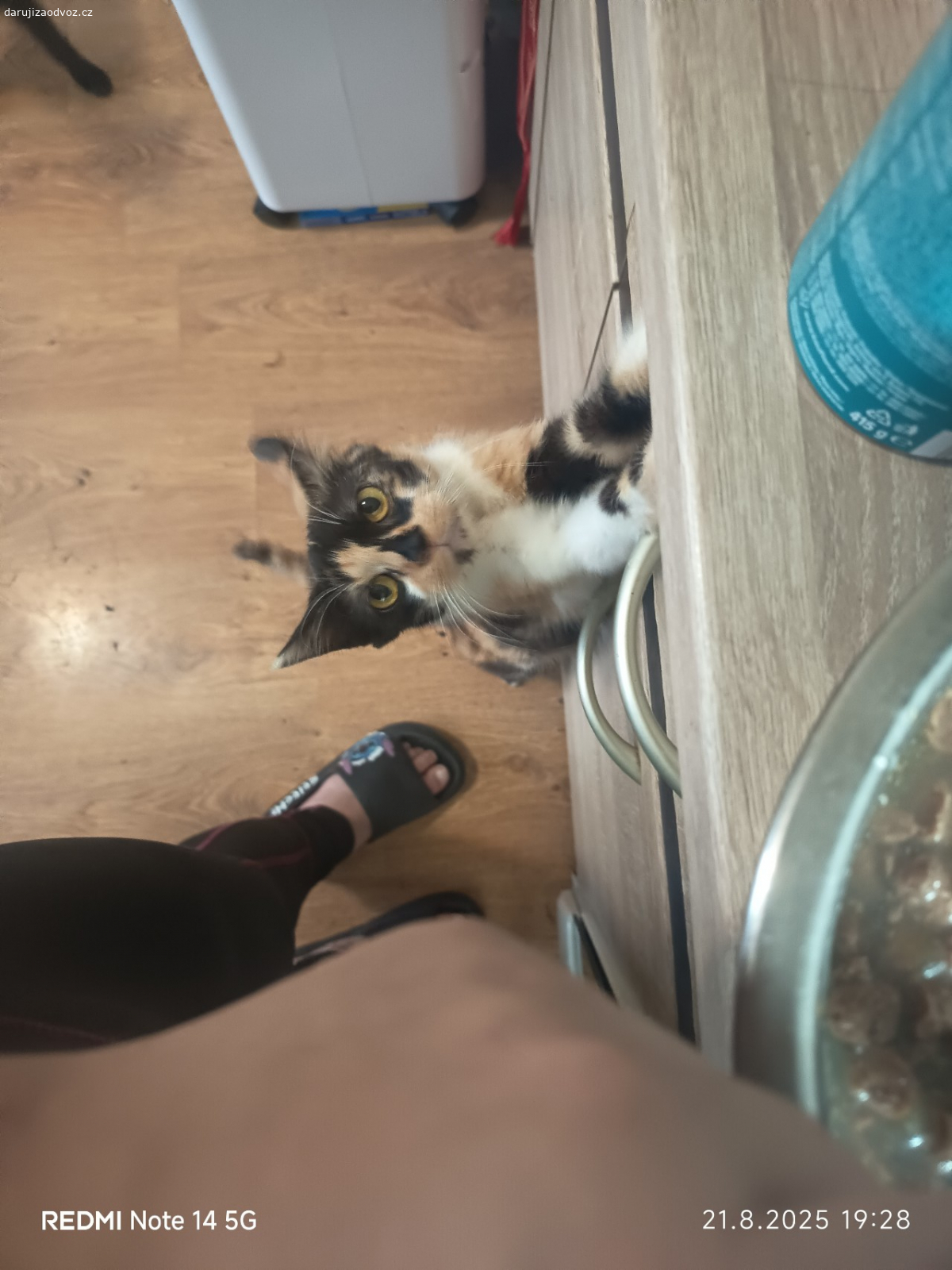 kočka 2roky. ahoj jsem dvouletá slečna ❤️
hledám domov venku , vevnitř je to asi jedno. mám ráda lidi  jsem přítulná