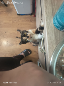 kočka 2roky