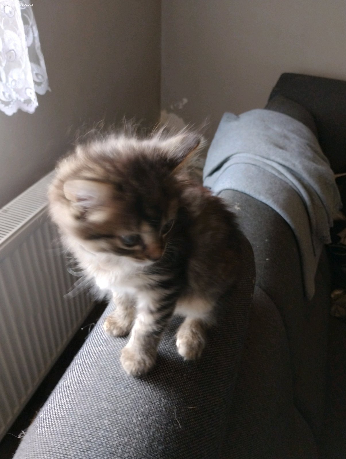 koťata zdarma. daruji za odvoz koťata (2holky)do dobrých rukou