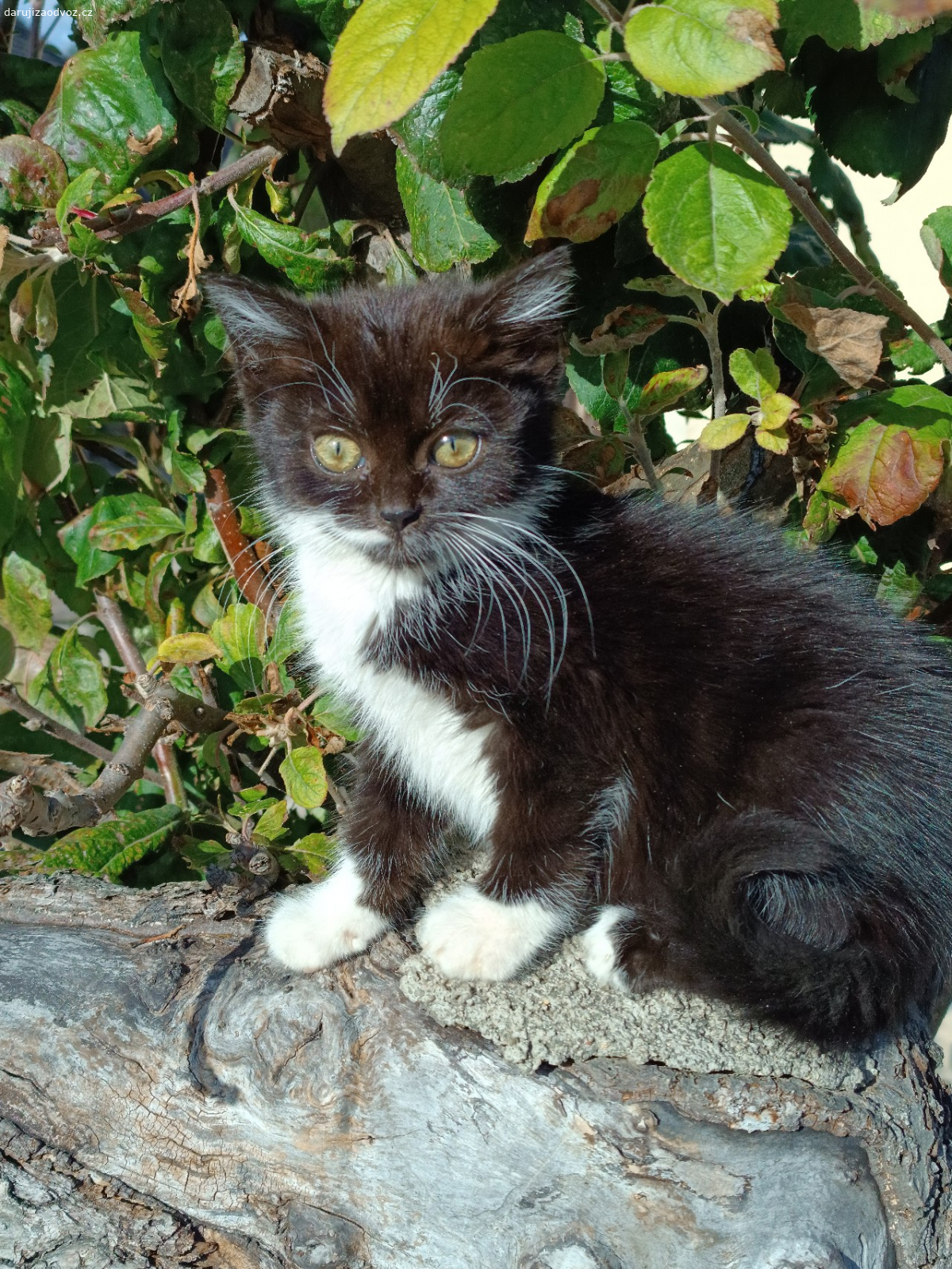 Koťata. Dvě krásná koťátka ve věku necelých 2,5 měs hledají nový domov. Černobílá je kočička, barevný je kocourek (boky má jako mramorová bábovka a bílá špička ocasu). Naučená na končící WC.
Vyzvednutí-Praha Cholupický vrch.