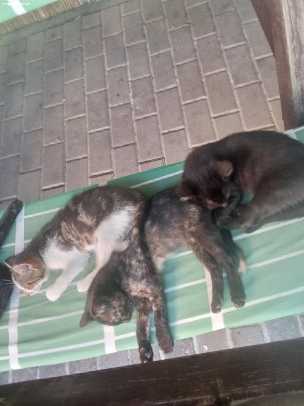 Koťata. Daruji koťata klidně i dovezu.