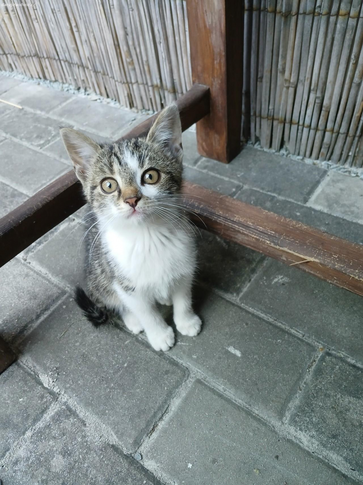 Koťata. Daruji koťata klidně i dovezu.