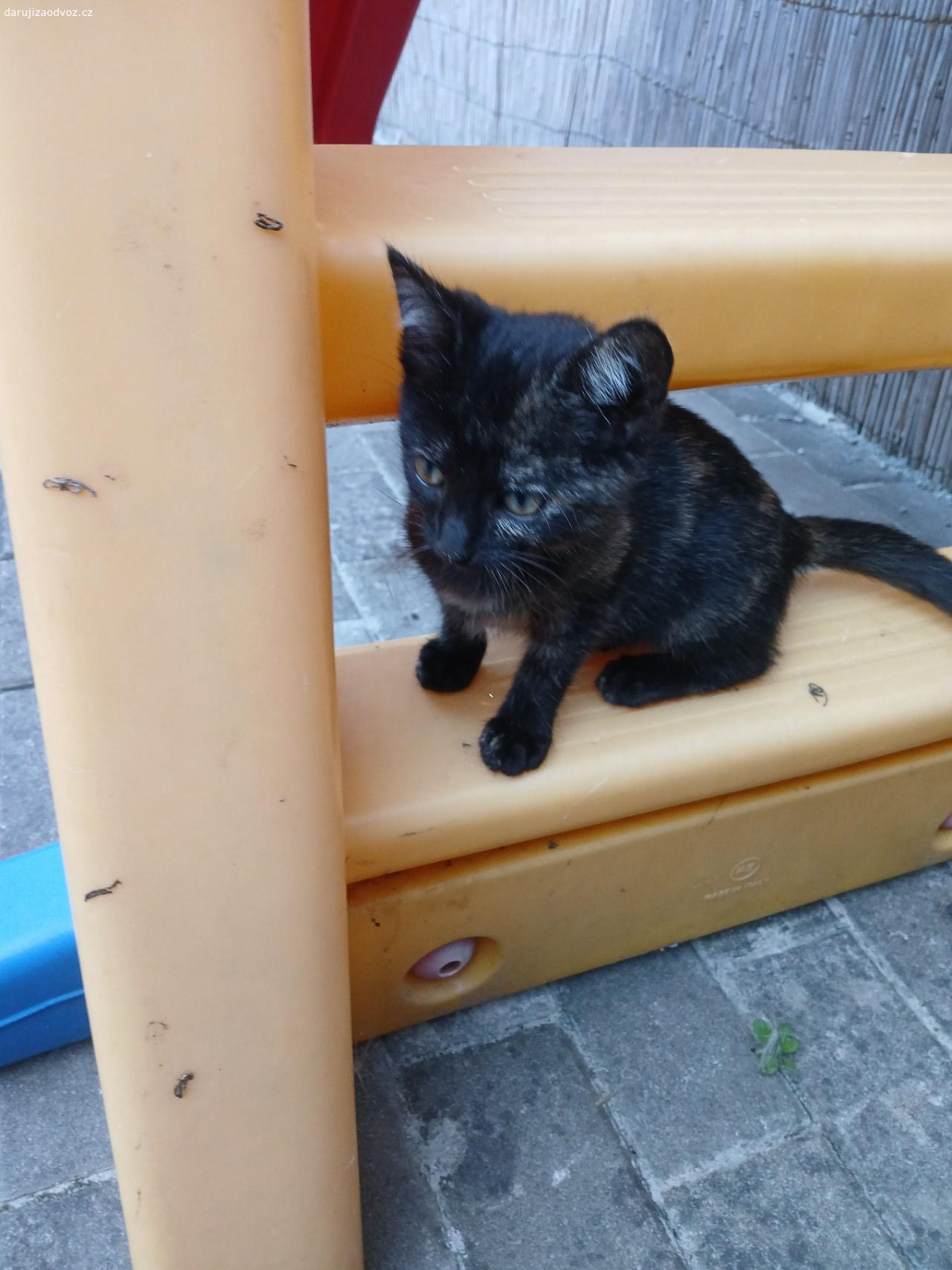Koťata. Daruji koťata klidně i dovezu.