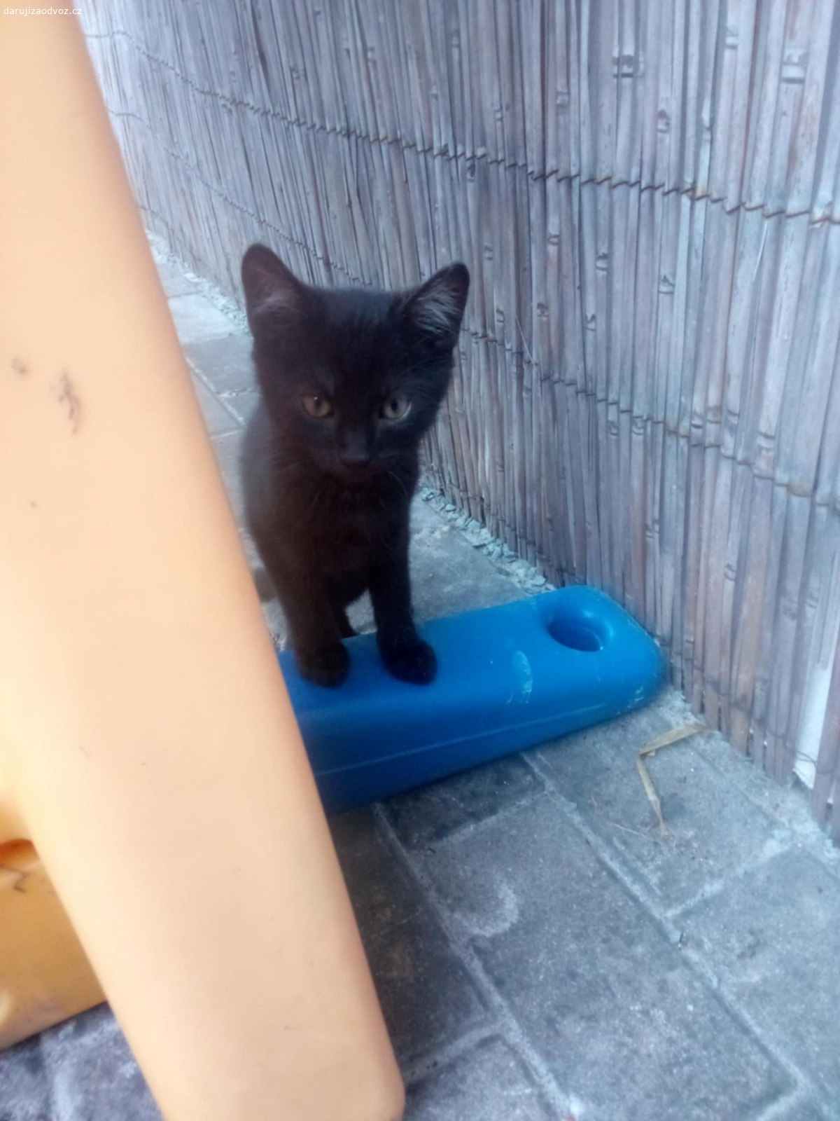 Koťata. Daruji koťata klidně i dovezu.