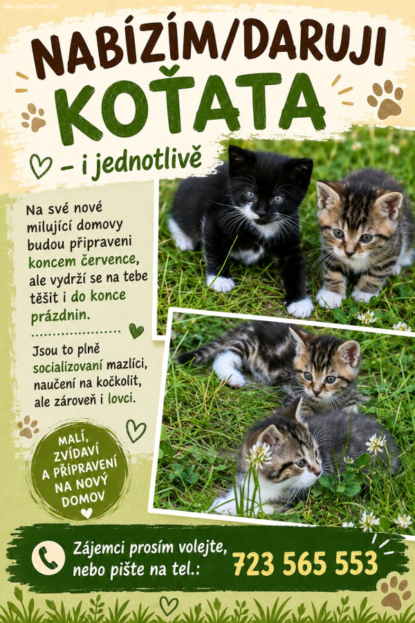 koťátka