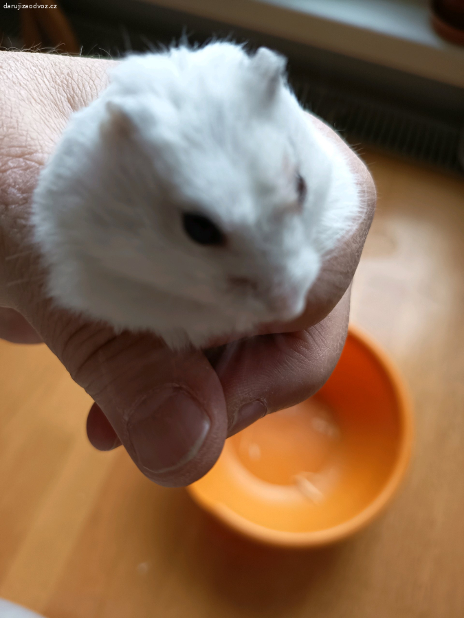 křeček + box