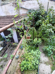 kytičky