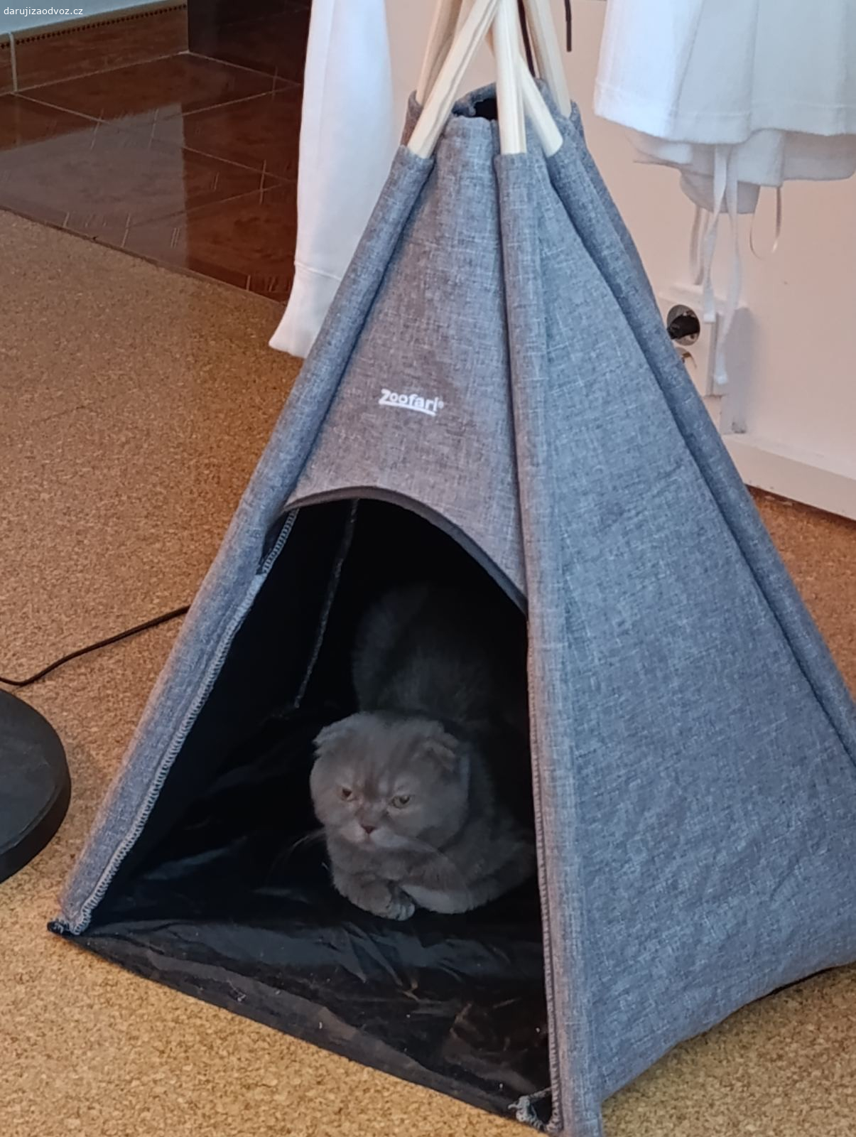 Lola kocicka. Dáme ji zdarma. Jsou jí 3 roky, jmenuje se Lola. Má všechny doklady, je čipovaná.