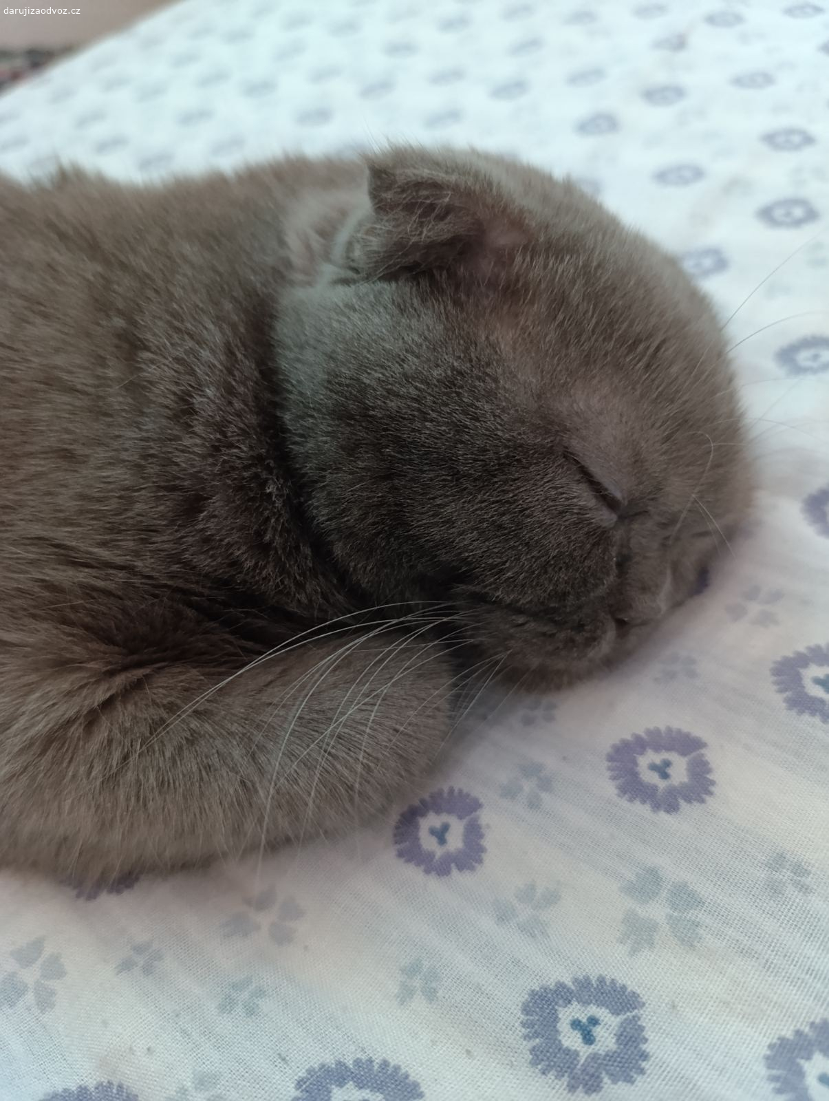 Lola kocicka. Dáme ji zdarma. Jsou jí 3 roky, jmenuje se Lola. Má všechny doklady, je čipovaná.