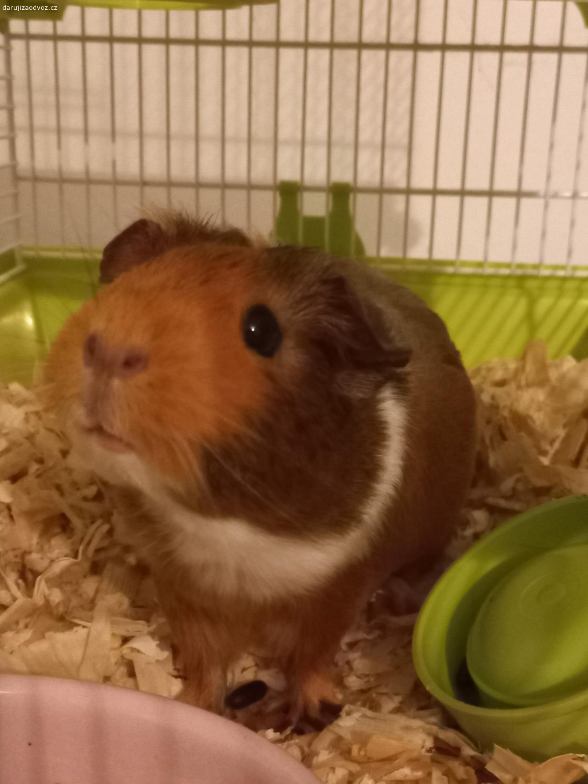 morče. Daruji morče s klecí a žrádlem.
Stáří 4 měsíce.