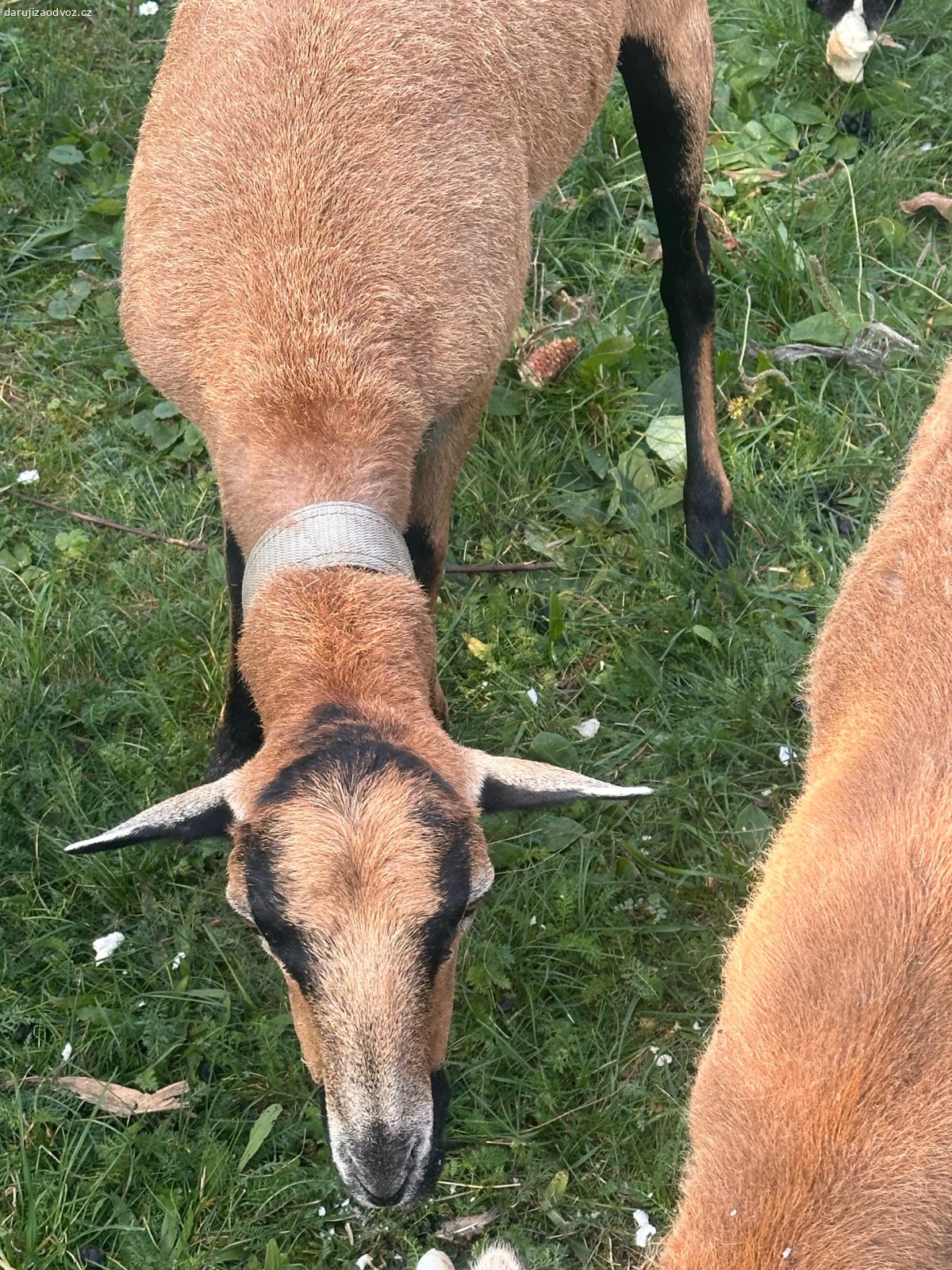 Daruji na chov. ovce kamerunské