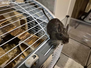 Osmáci degu + vybavená klec