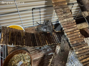 Osmáci degu + vybavená klec