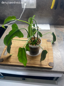 Philodendron Jery Horne