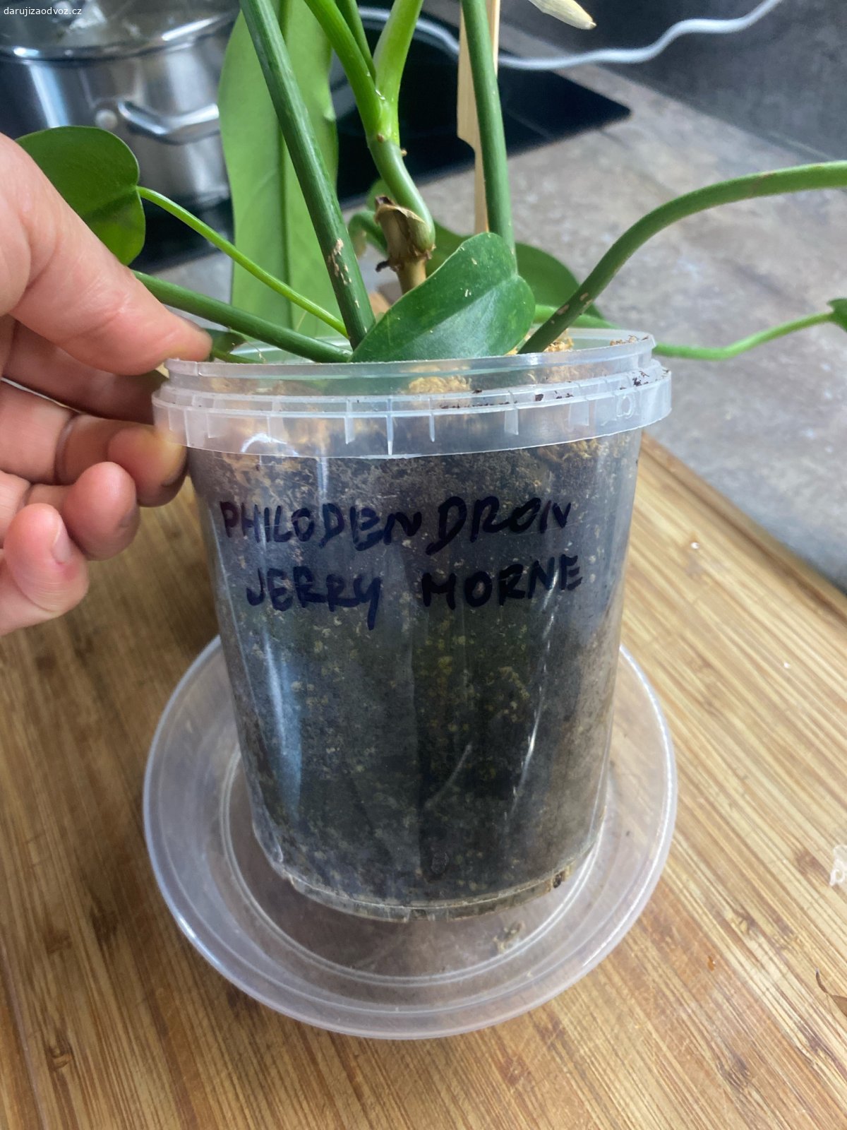 Philodendron Jery Horne. Krásná zdravá kytička