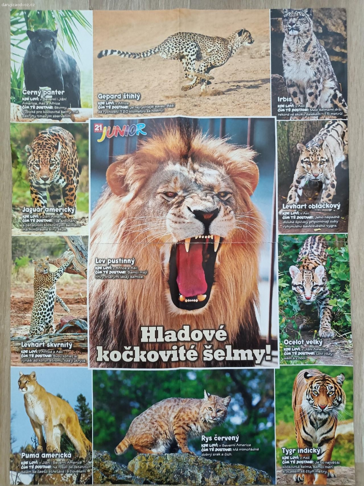 Plakát kočkovité šelmy. Plakát kočkovitých šelem o rozměrech 41,5 x 58 cm. Z časopisu 21. století Junior