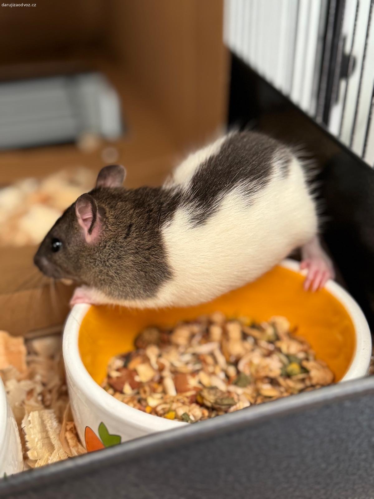 Potkani (spěchá). Dariji tři potkany cca 4 měsíce + daruji zrní. Možné se domluvit na dovozu, když bude rychlé jednání.