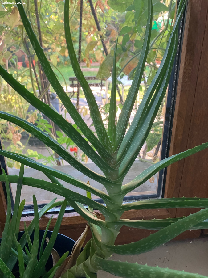 sazenice aloe a ajonia