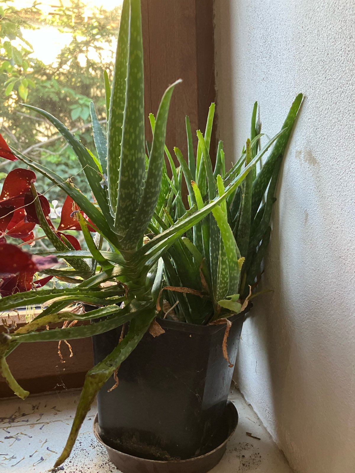 sazenice aloe a ajonia. daruji přerostlé sazenice Aloe vera a ajonium niger k vysazení do květináčů/ přes zimu je nutné mít je vevnitř kde nemrzne/