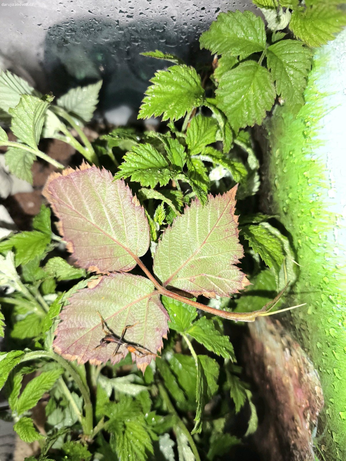 Strasilky australské. Daruji mláďata strašilek australských volné mám 3.V dospělosti dorůstají do 15 cm teď mají tak cca 2cm.