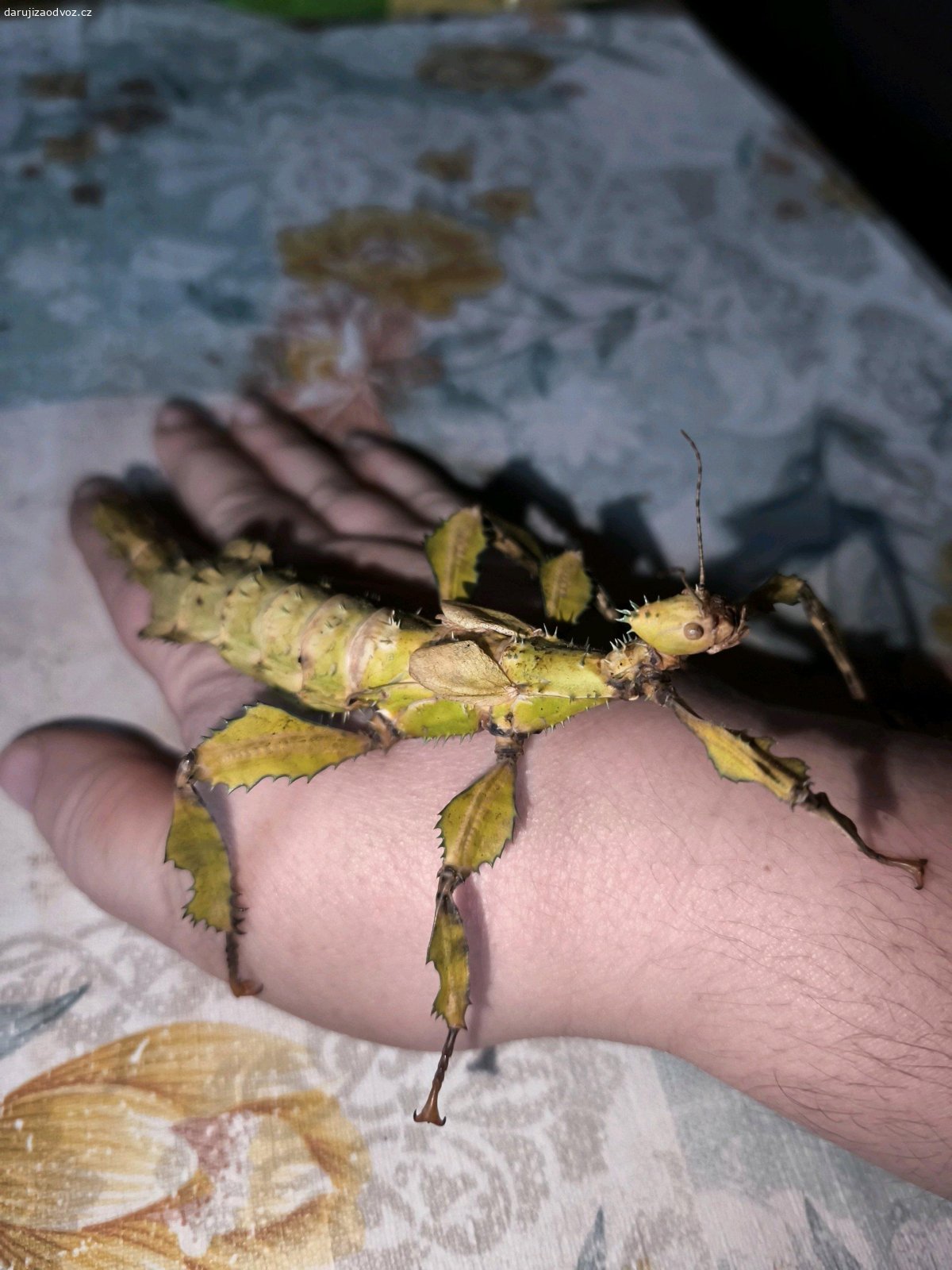 Strasilky australské. Daruji mláďata strašilek australských volné mám 3.V dospělosti dorůstají do 15 cm teď mají tak cca 2cm.