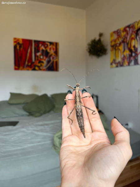 strašilky Sungaya inexpectata