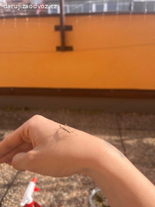 strašilky Sungaya inexpectata