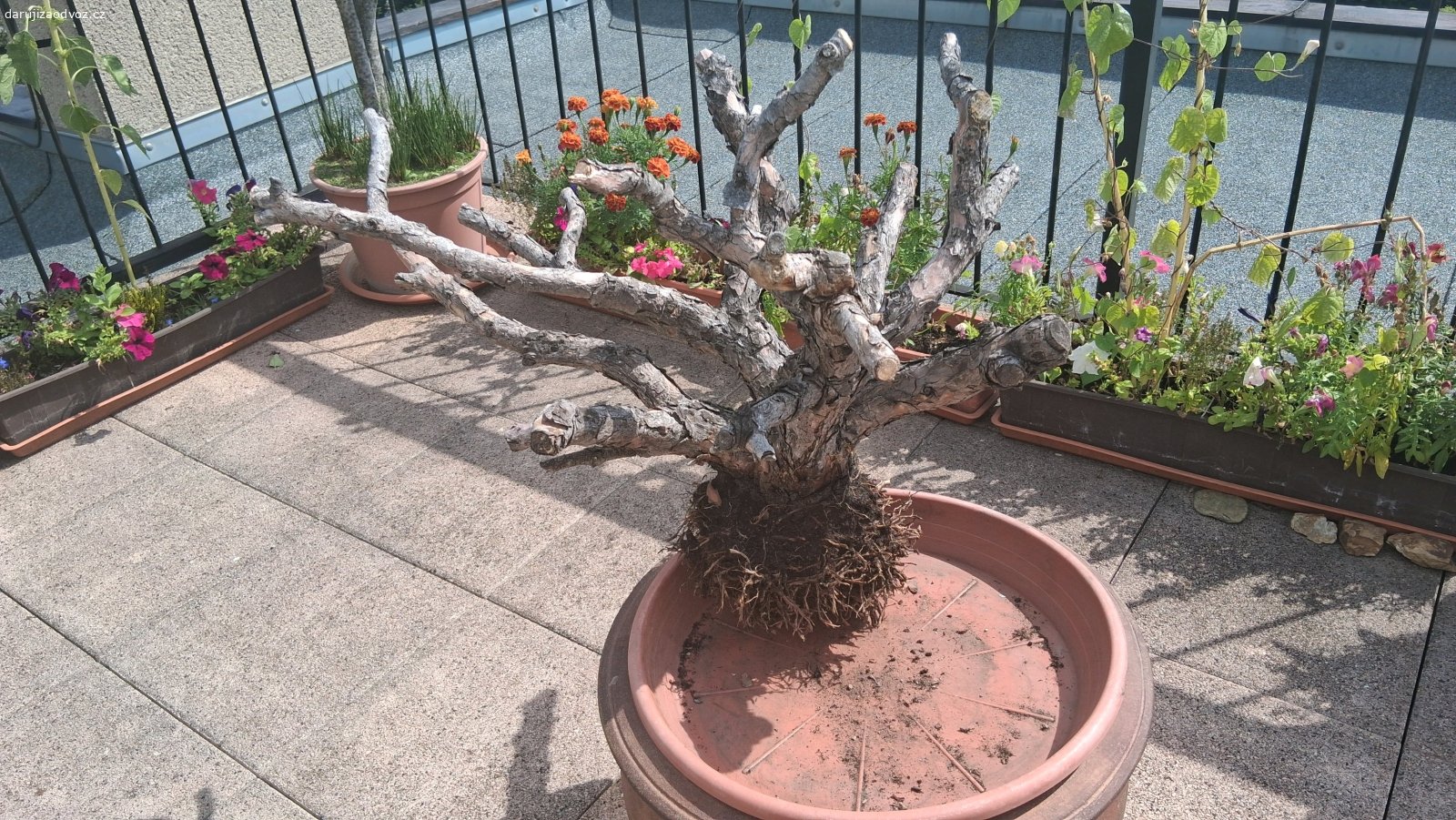 suchá kostra borovice. vhodné například do voliery pro ptáčky,  největší rozpětí cca 70cm, není souměrná. O víkendu 29-30.8. bude zlikvidováno.