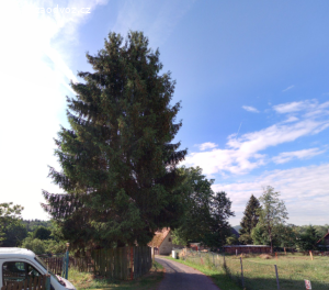 Vánoční strom/dřevo na podpal - za pokácení a odvo