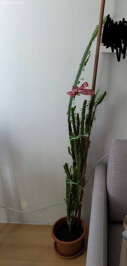 Velký pryšec / kaktus (Euphorbia trigona)