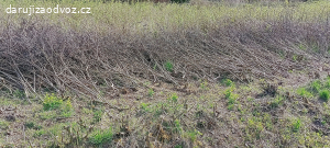 větve - vhodné ke štěpkování - suche