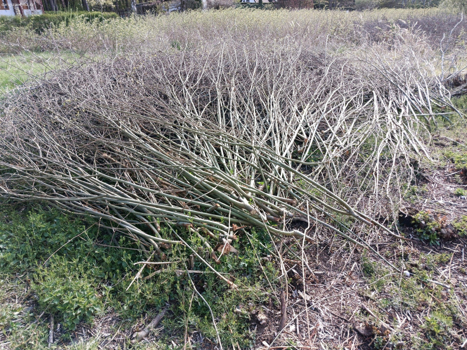 větve - vhodné ke štěpkování - suche. větve -idealni na štěpkování, suché