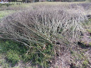 větve - vhodné ke štěpkování - suche