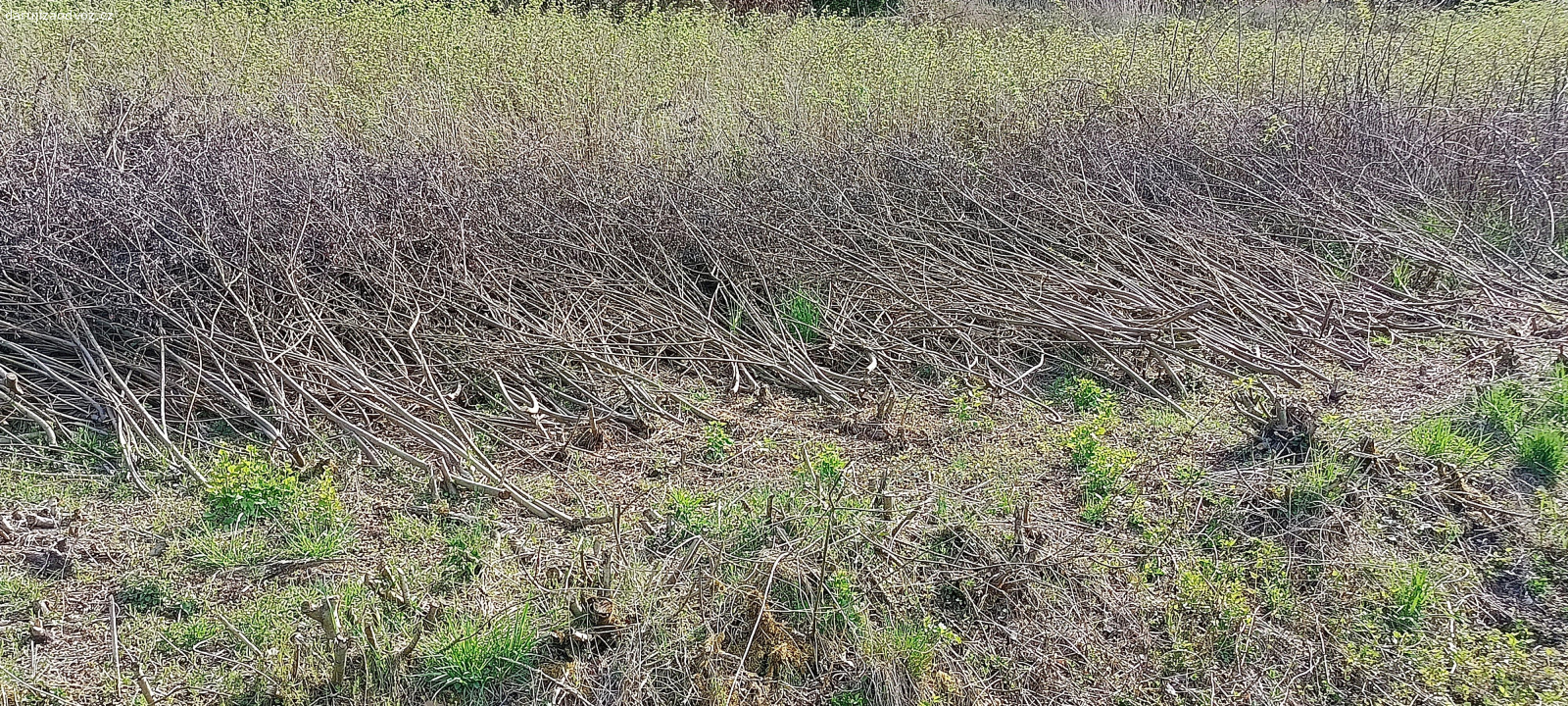 větve - vhodné ke štěpkování - suche. větve -idealni na štěpkování, suché