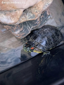 Vodní želva