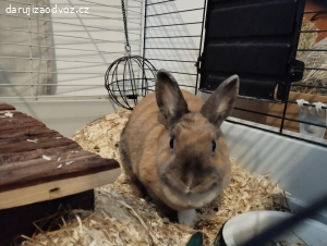 Zakrslý králíček (holčička)