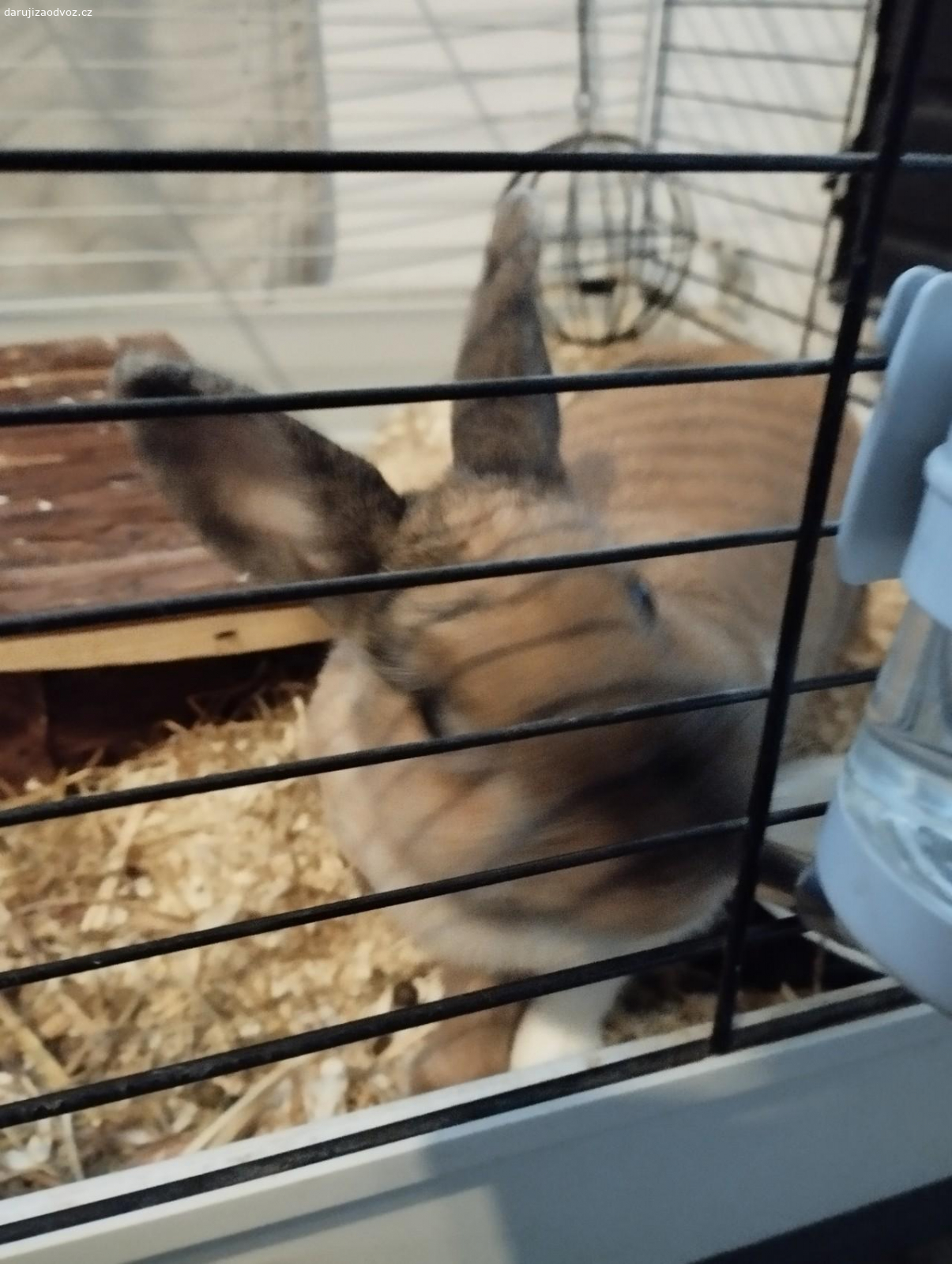 Zakrslý králíček (holčička). S těžkým srdcem musíme se rozloučit s naší dvouletou holčičkou na jméno Bunny. Je hravá, mazlivá, zvyklá na prostor mimo klec, což jí zajistit nemůžeme kvůli tomu, že furt nejsme doma. klec je starší, spíš na výměnu. Spěchá. Pouze vlastní odběr. Klec velká