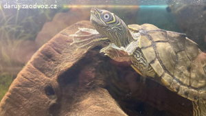 Želva plus akvárko