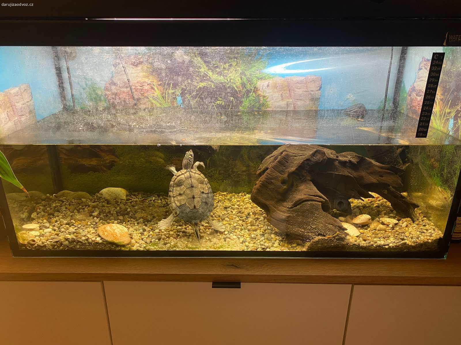 Želva plus akvárko. Daruji želvu plus akvárium,
Rozměr akvária je 70cm dlouhé na výšku 40cm a široké 30cm ,plus filtr a krmení pro želvu. 
Stáří želvy je cca 6 let. Prosím pište SMS, případně se pak domluvíme telefonicky.