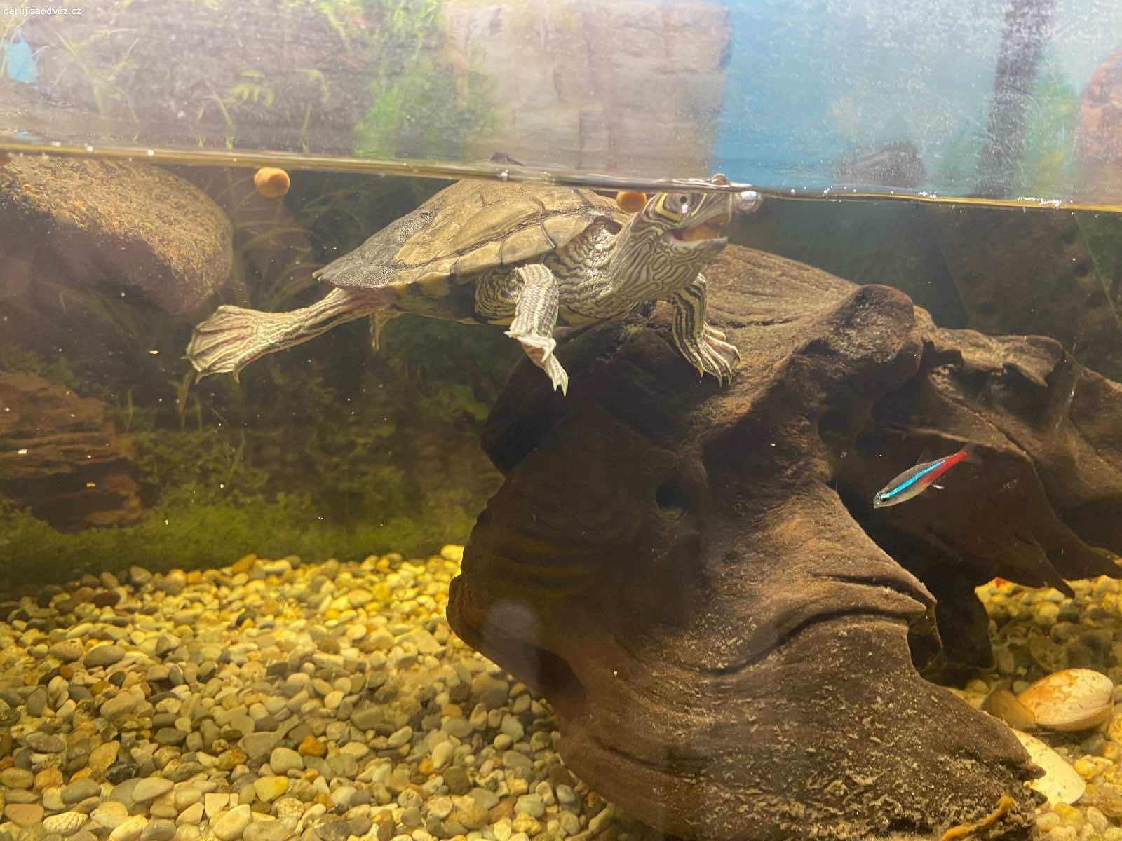 Želva plus akvárko. Daruji želvu plus akvárium,
Rozměr akvária je 70cm dlouhé na výšku 40cm a široké 30cm ,plus filtr a krmení pro želvu. 
Stáří želvy je cca 6 let. Prosím pište SMS, případně se pak domluvíme telefonicky.